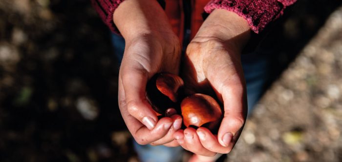 A child's hands holding two conkers