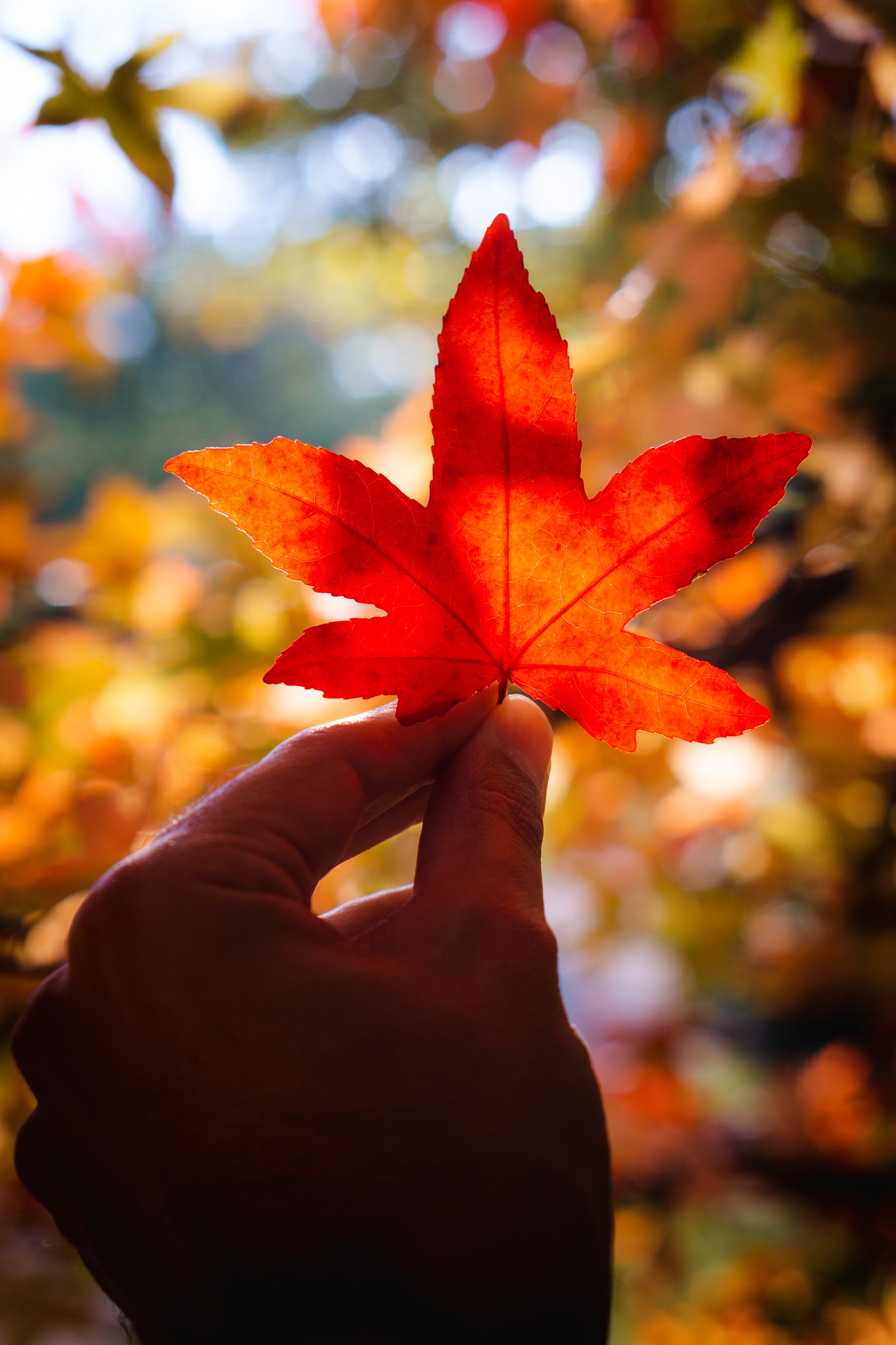 "Autumn is a second spring when every leaf is a flower." “Every leaf speaks bliss to me, fluttering from the autumn tree.”