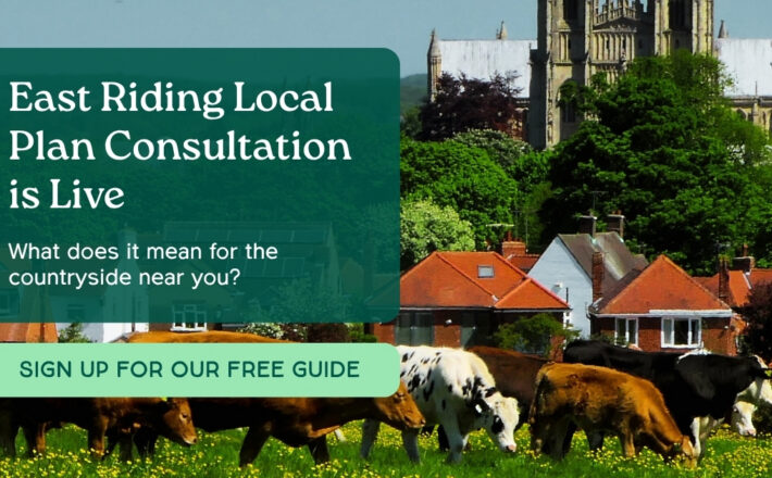 Cattle grazing in a lush green field with a church steeple visible in the background against a clear blue sky. Text reads: East Riding Local Plan Consultation is Live. What does it mean for the countryside near you? Sign up for our free guide.