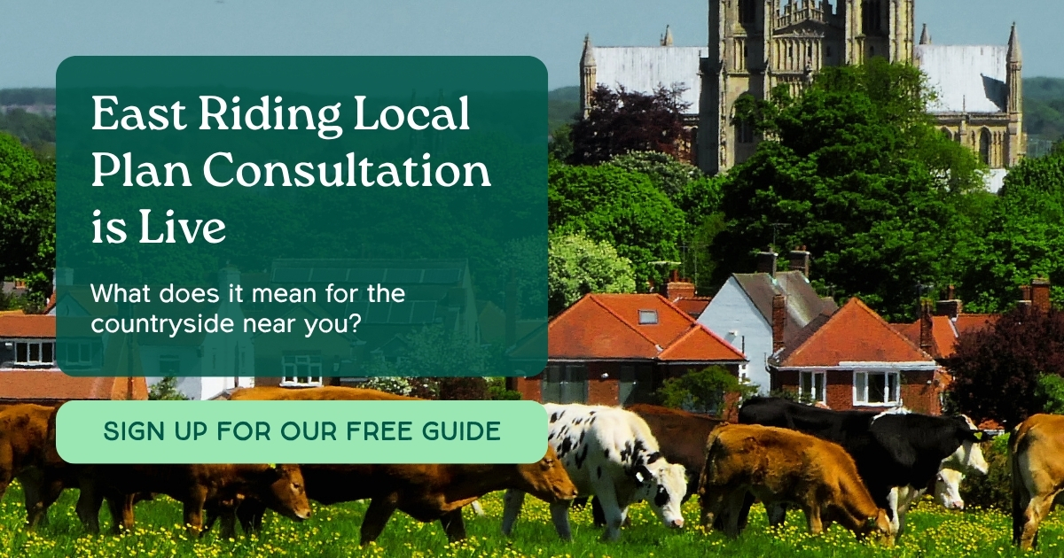 Cattle grazing in a lush green field with a church steeple visible in the background against a clear blue sky. Text reads: East Riding Local Plan Consultation is Live. What does it mean for the countryside near you? Sign up for our free guide.