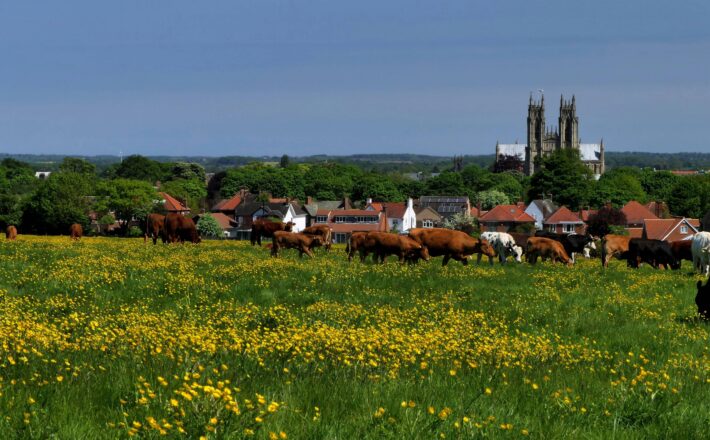 Cows munching on lush green fields surrounding the market town of Beverley in East Yorkshire with the church in the background.