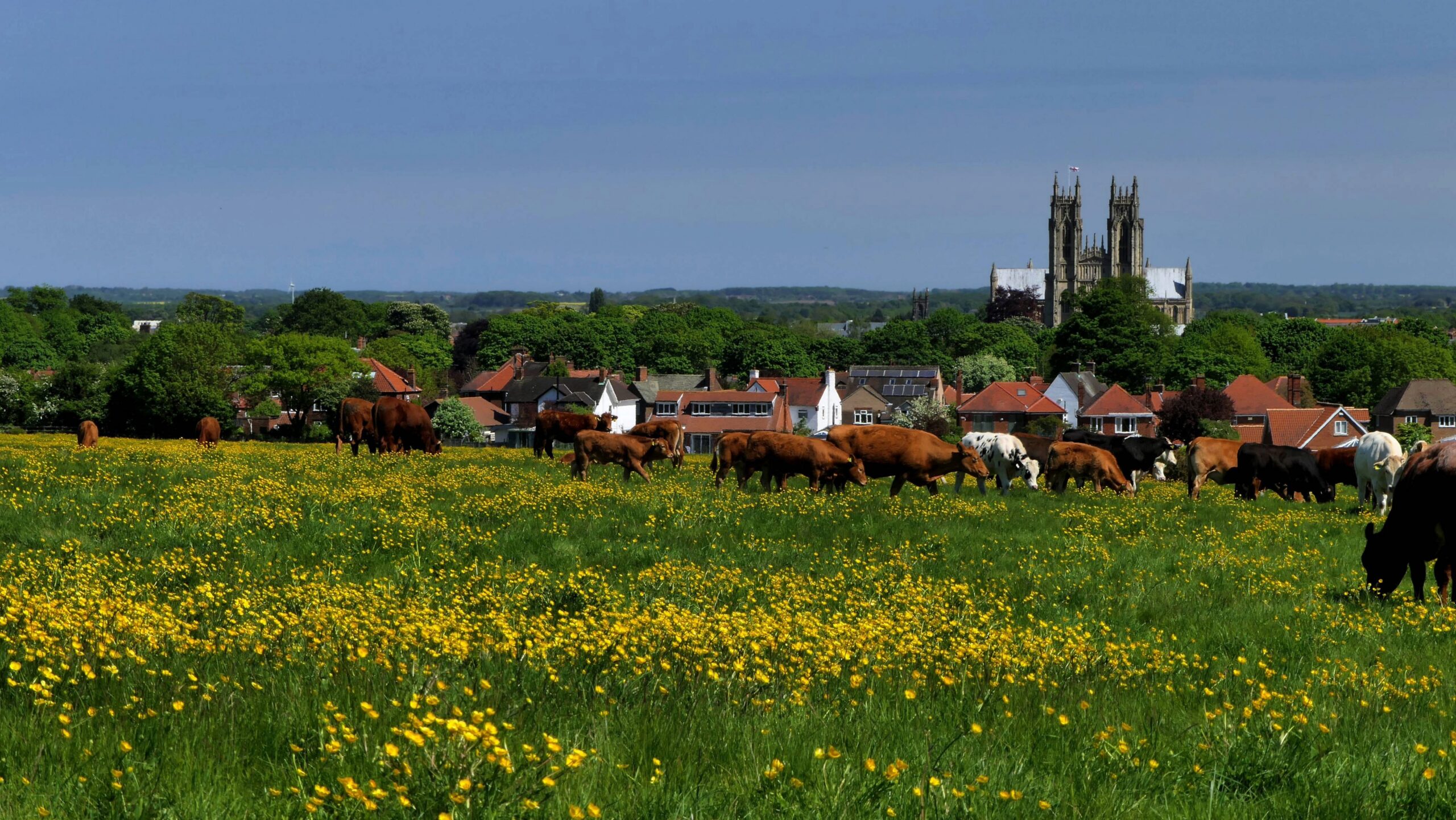 Cows munching on lush green fields surrounding the market town of Beverley in East Yorkshire with the church in the background.