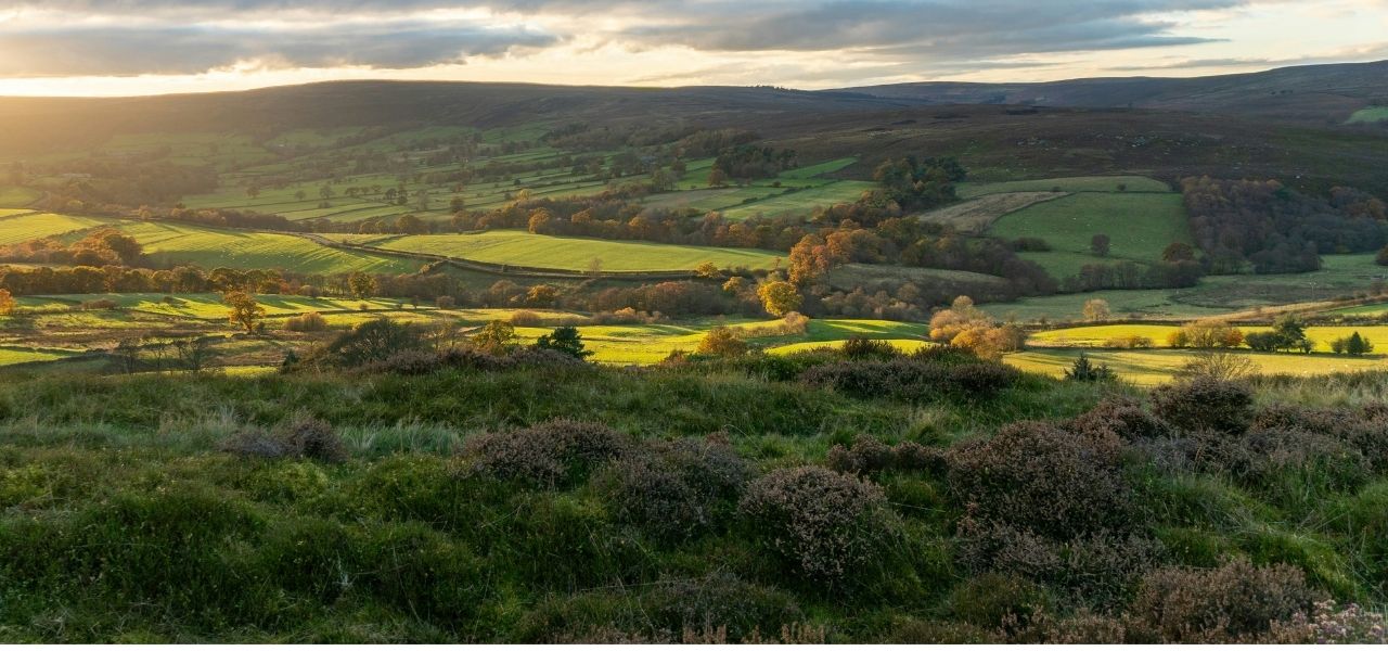 Sweeping fields with lush green grass and trees - an iconic Yorkshire scene.