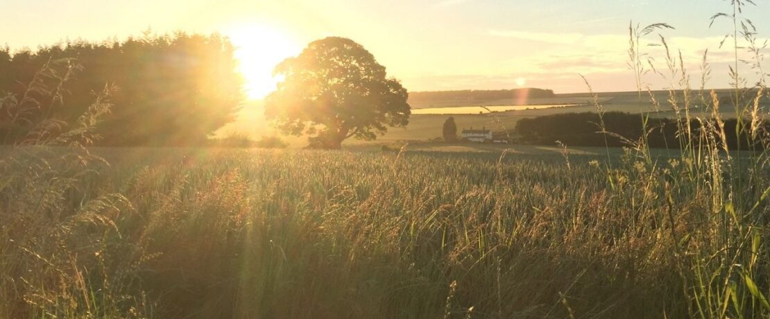 A picturesque sunset over a field filled with tall grass and silhouetted trees.
