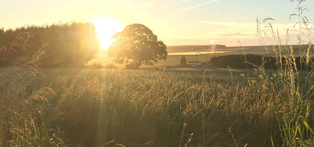 A picturesque sunset over a field filled with tall grass and silhouetted trees.